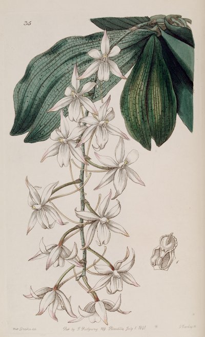 Aerangis biloba by Miss Drake